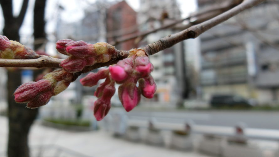 2019.3.16 今日の桜