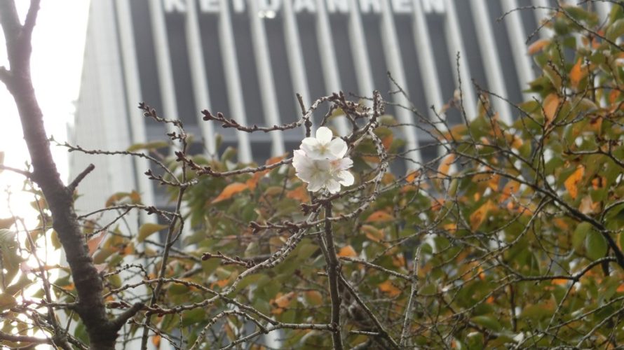 神田橋の冬桜も開花