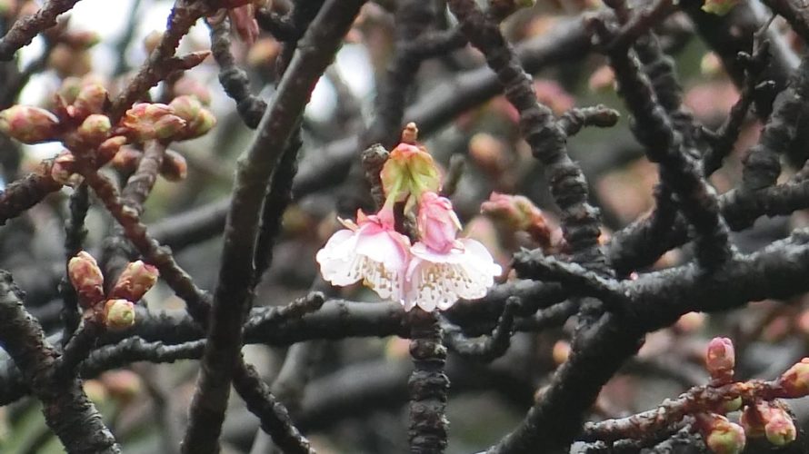 寒桜開花しました