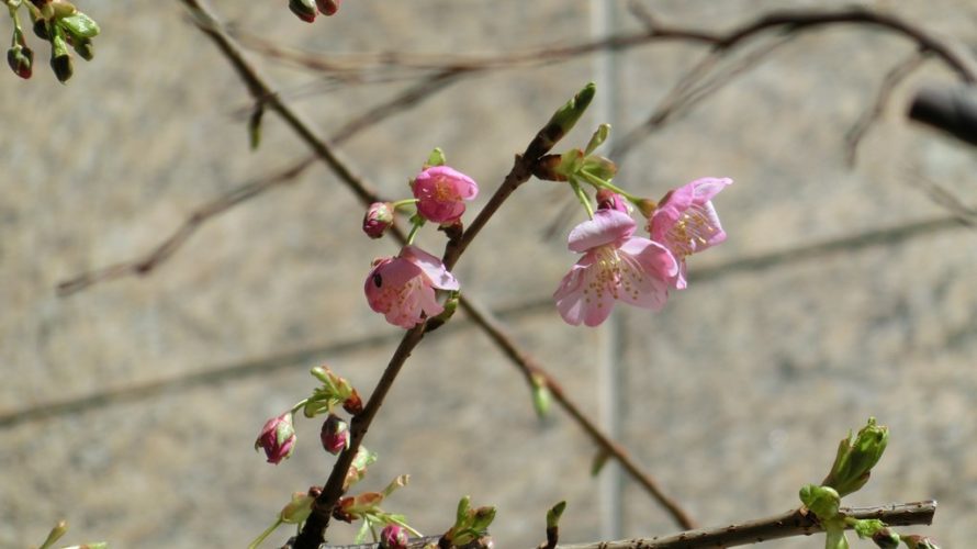 河津桜も開花しました