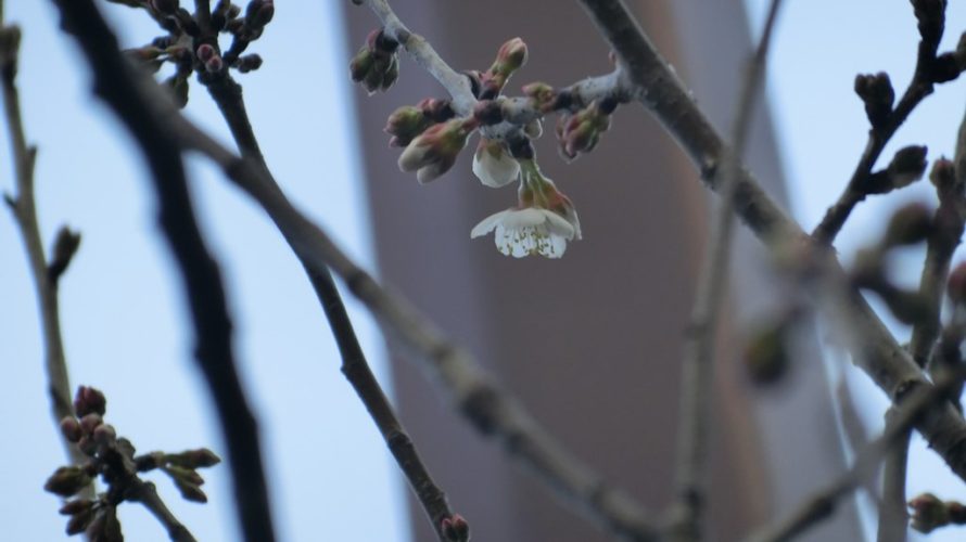 西洋実桜も開花(一昨年より10日も早い！)