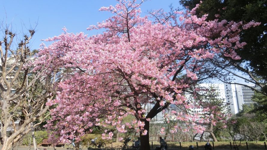 今日は21℃と春の陽気で河津桜満開に