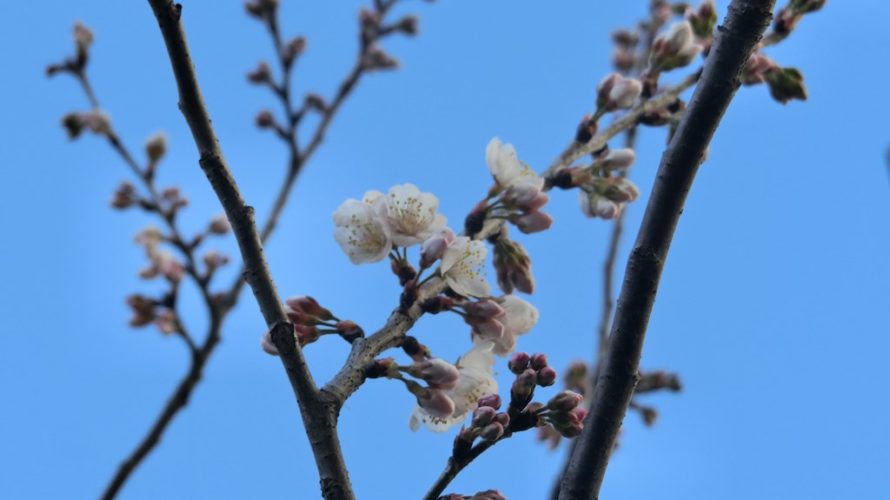 西洋実桜も開花（昨年並み）