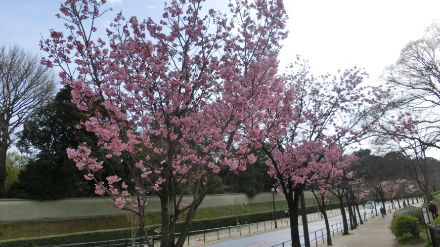 代官町通りでは、陽光、山桜、大島桜が咲いています（動画あり）