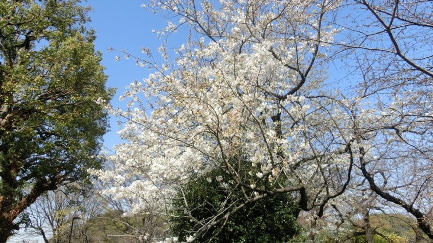 千鳥ヶ淵緑道で見頃は、大島桜と小彼岸桜のみ