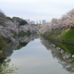 今朝の千鳥ヶ淵緑道 桜のトンネル（動画）