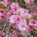 遅咲きの八重桜