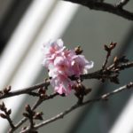 区内の河津桜と寒桜