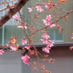 日本橋本銀(ほんしろがね)通りのオカメザクラ開花