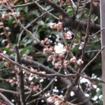 西洋実桜開花（昨年より２週間遅い）