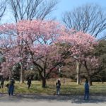 早咲きの桜見学会