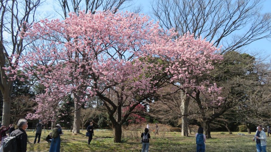 早咲きの桜見学会