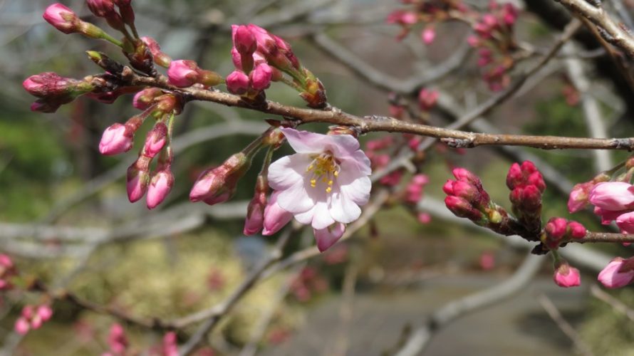 彼岸桜、陽光、枝垂桜が開花