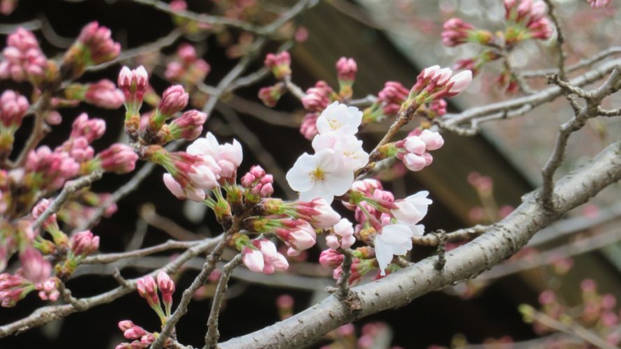 本日東京で桜が開花しました(靖国神社標本木)