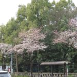 靖国神社前の桜が咲いています