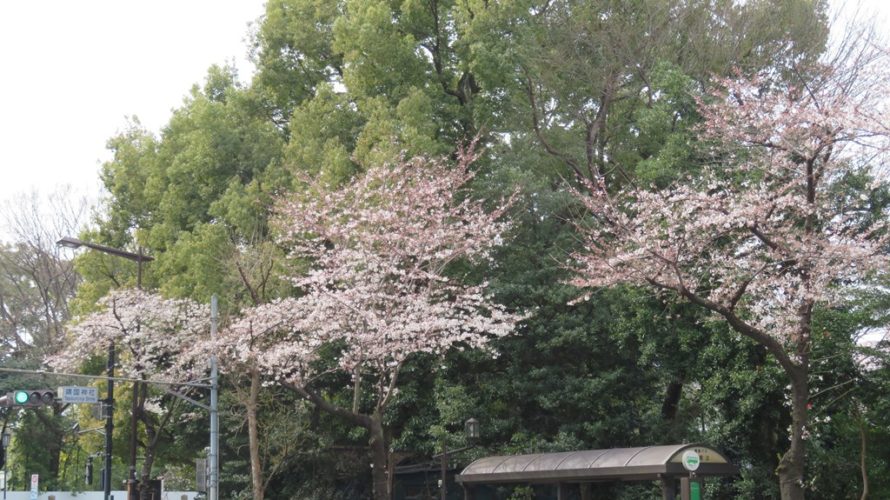 靖国神社前の桜が咲いています