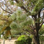 上野公園・不忍池の桜