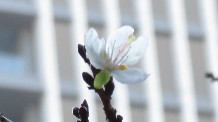 神田橋の冬桜