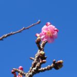 大横川河津桜が咲き出しました