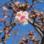 東御苑と北の丸公園の寒桜開花、丸紅前の河津１輪だけ狂咲き