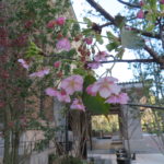 九段会館前の河津桜開花