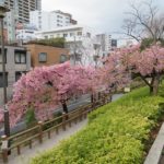 お隣り文京区の早咲き桜を巡る