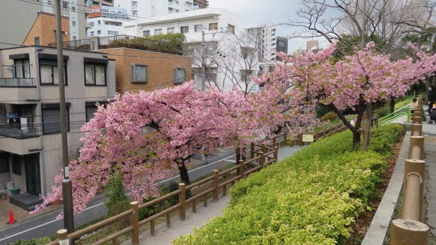 お隣り文京区の早咲き桜を巡る