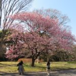 実桜と椿寒桜は見頃、小彼岸桜は今日開花