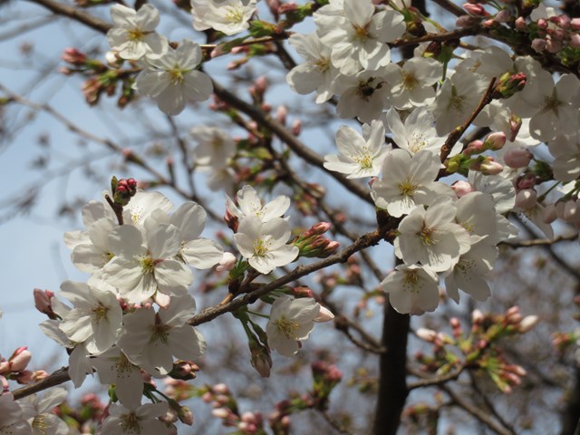 今日の染井吉野の開花状況と代官町通りの見頃の桜