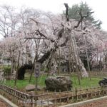 昨日満開宣言の後、今日は雨空でテント準備日＆弘法寺の伏姫桜