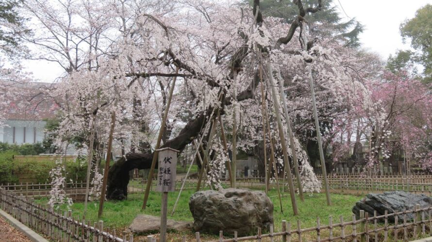 昨日満開宣言の後、今日は雨空でテント準備日＆弘法寺の伏姫桜