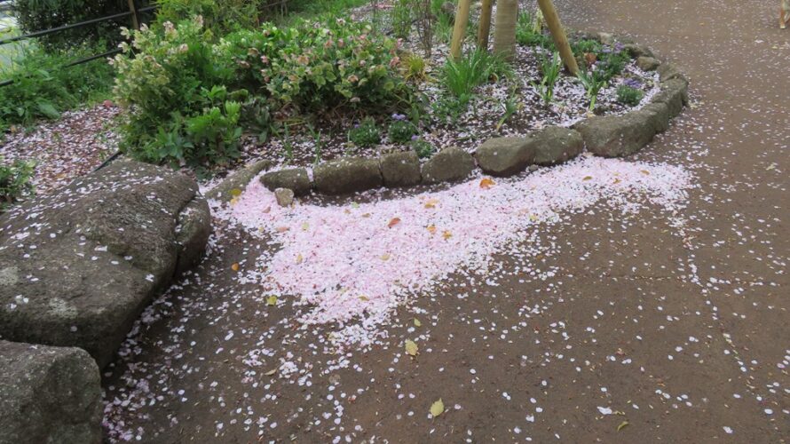 今日は、日中は桜吹雪、夜ライトアップ後激しい雨