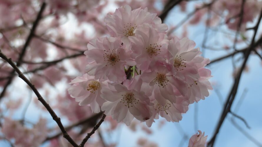 今年一番の良い天気で日中は桜吹雪に。舞姫や八重紅枝垂れも見頃