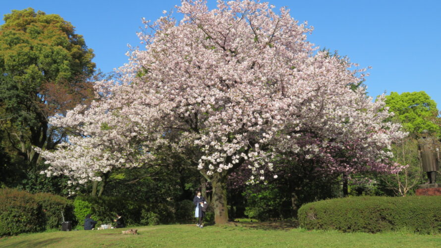 本年の活動終了しました。今日の桜は、北の丸公園花木園の八重桜