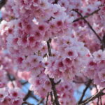 皇居東御苑の椿寒桜満開