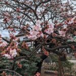 西新井大師の桜