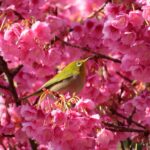 品川荏原神社の寒緋桜とメジロ