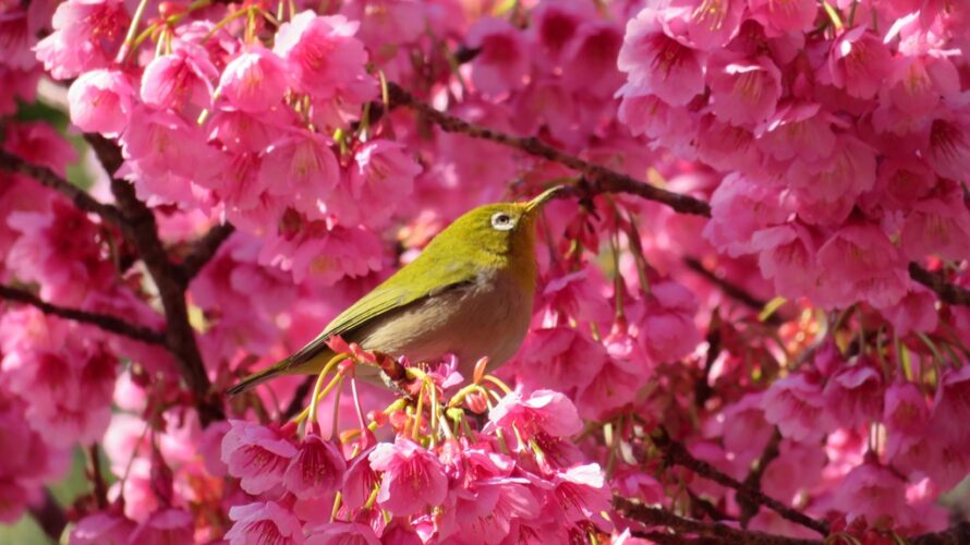 品川荏原神社の寒緋桜とメジロ