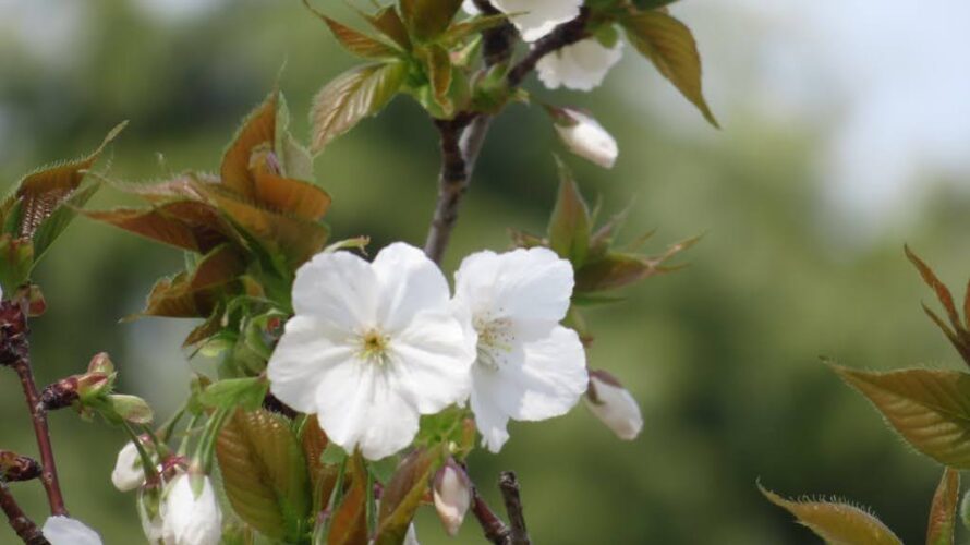 ウィリアム王子が植樹された太白(桜)が開花　本日雨天１７時終了