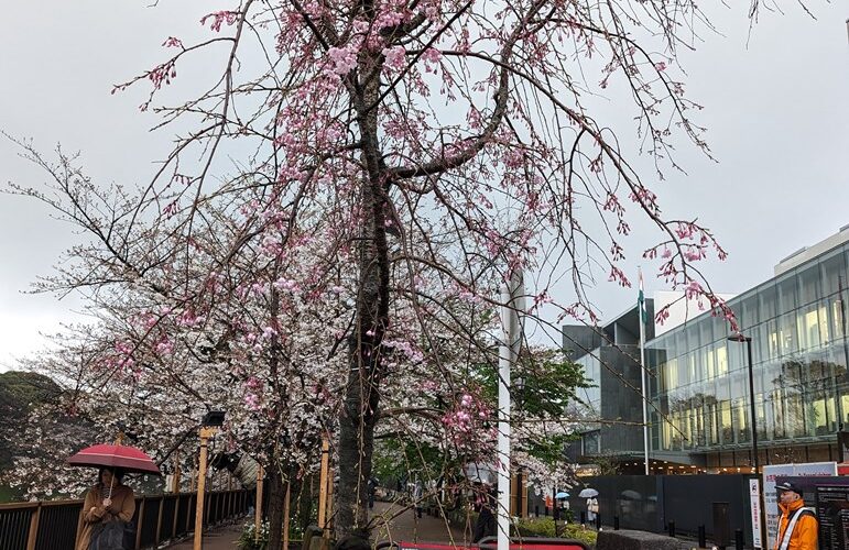 九段坂公園の枝垂れ桜と九段会館テラス霞桜も開花