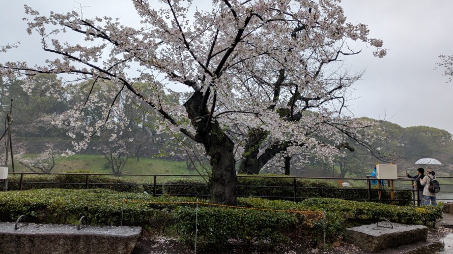 3月の最後は、終日の雨　18時で終了します